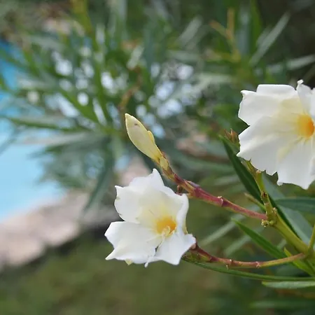 Holiday home Masoveria La Roca Sagas